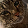 cat, tabby_cat, pet, animal, feline, close_up, portrait, whiskers, eyes, pink_nose, striped_fur, fur, face, head, indoors, sleepy, staring, cuddly, brown, gray