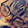 Midnight is registered to the contest to win money with this photo: cat, tabby_cat, glasses, eyewear, close_up, portrait, furry, whiskers, nose, eyes, face, pet, animal, funny, costume, accessory, warm_lighting, colorful_background, indoor, photography