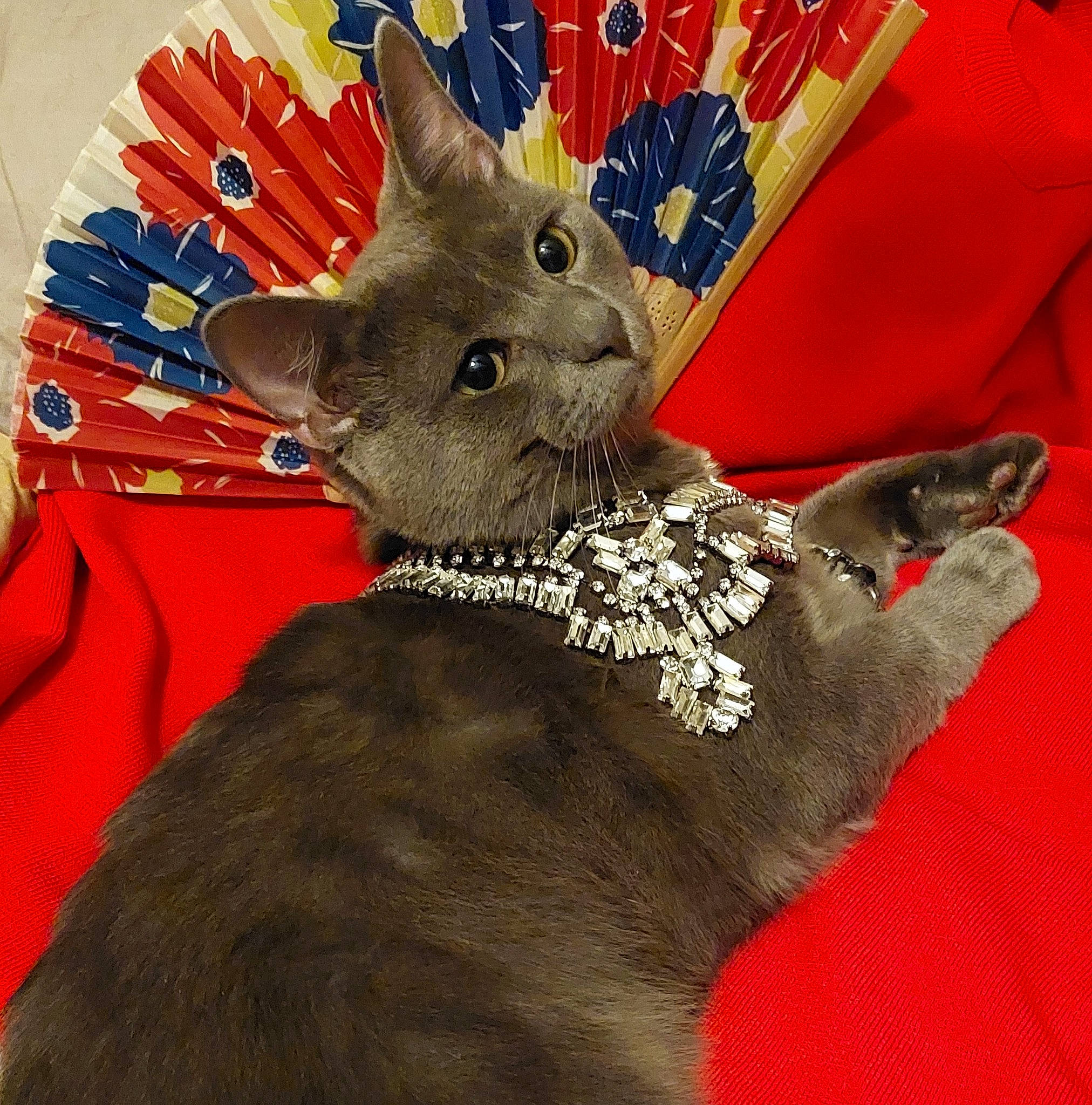 Blackie is registered to the contest to win money with this photo: art, bow_tie, carmine, carnivore, cat, collar, costume_hat, electric_blue, fashion_accessory, felidae, fur, pattern, sleeve, small_to_medium_sized_cats, snout, tail, terrestrial_animal, tie, whiskers, working_animal