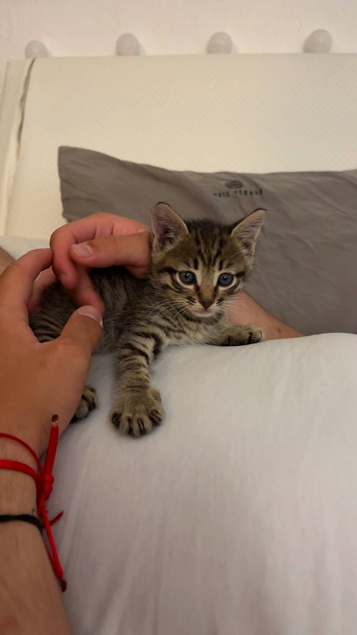 Trésor participe au concours pour gagner de l'argent avec cette photo : bed, bedding, carnivore, cat, comfort, couch, domestic_short_haired_cat, felidae, finger, fur, gesture, hand, linens, nail, paw, pillow, room, sitting, small_to_medium_sized_cats, whiskers