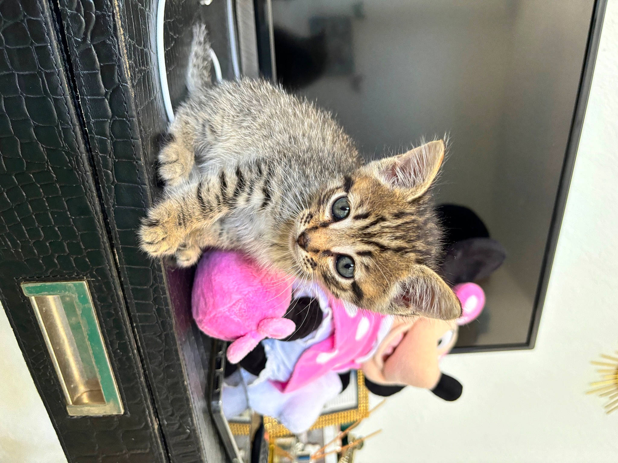 Trésor participe au concours pour gagner de l'argent avec cette photo : carnivore, cat, claw, domestic_short_haired_cat, felidae, fur, paw, picture_frame, room, small_to_medium_sized_cats, snout, tail, toy, whiskers