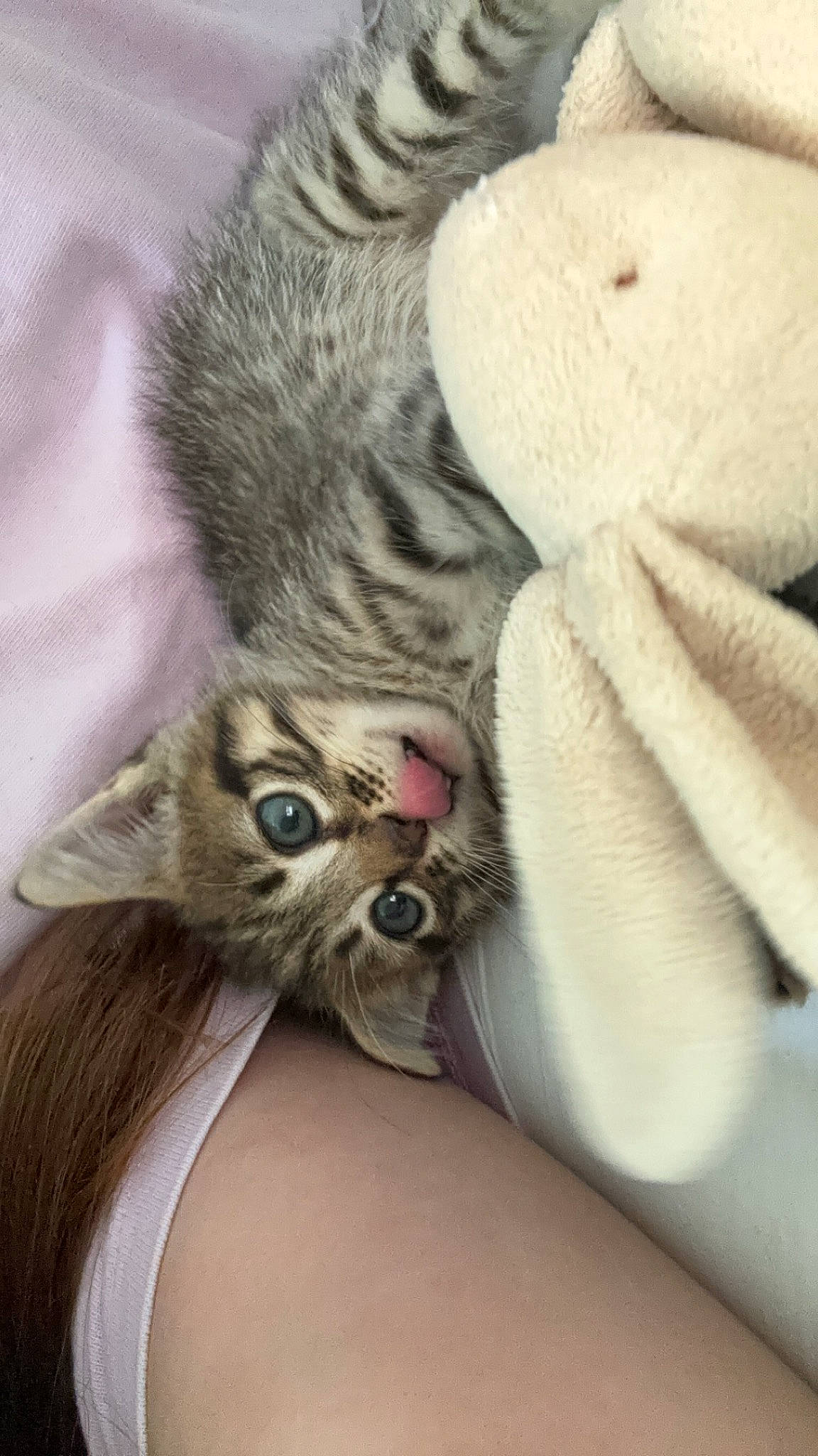 Trésor participe au concours pour gagner de l'argent avec cette photo : bed, carnivore, cat, claw, close_up, comfort, domestic_short_haired_cat, ear, fawn, felidae, fur, paw, small_to_medium_sized_cats, snout, tail, terrestrial_animal, whiskers, wildlife