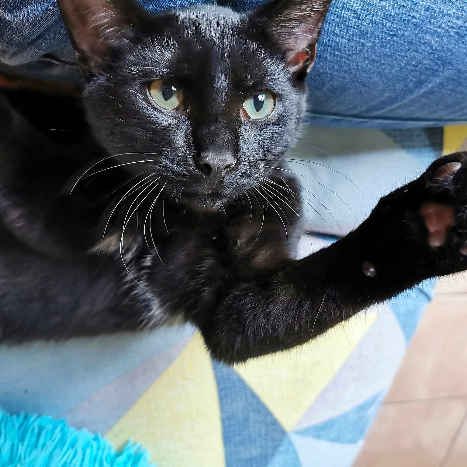Jaguar