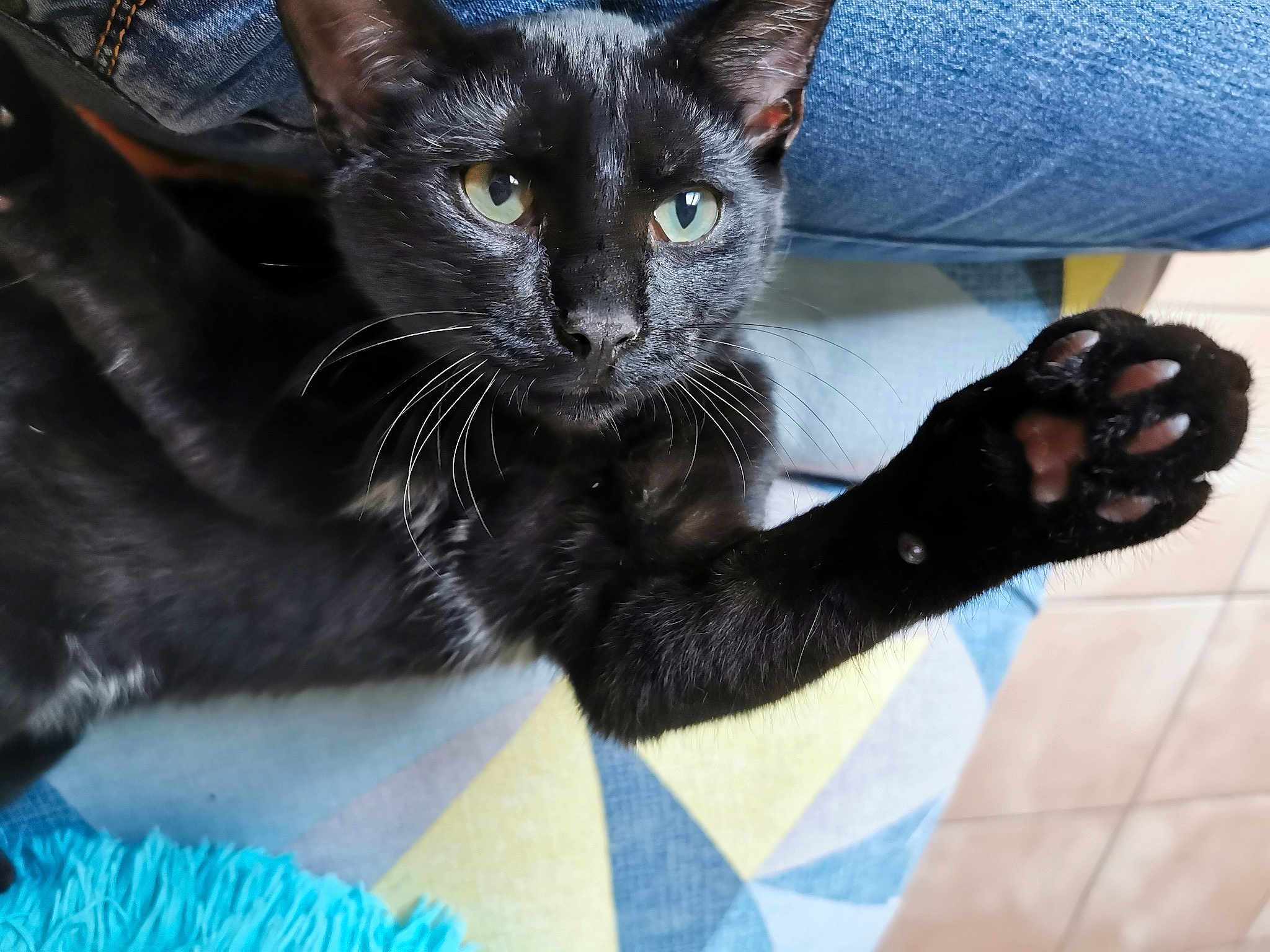 Jaguar