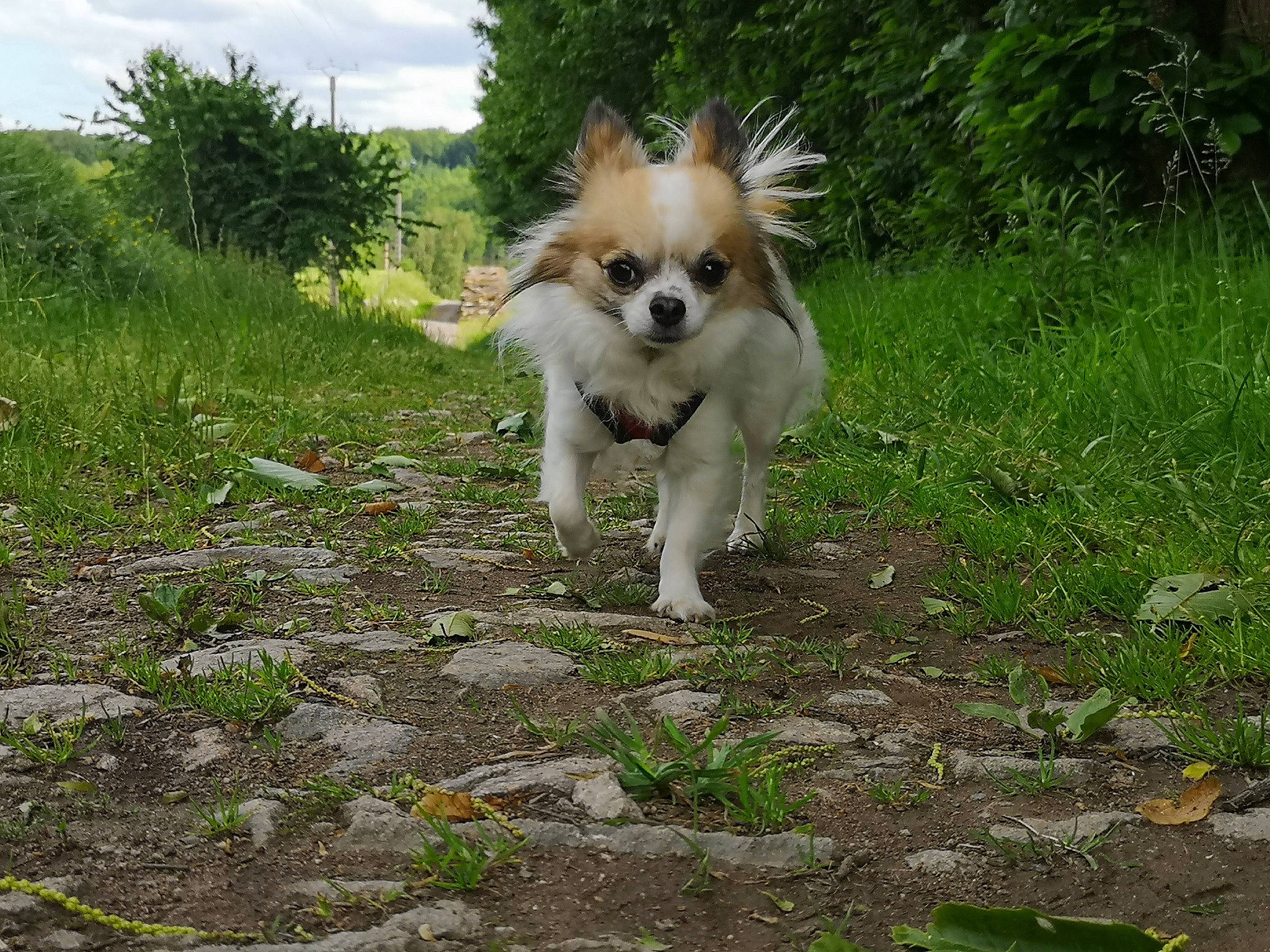 Jack participe au concours pour gagner de l'argent avec cette photo : canidae, carnivore, companion_dog, dog, dog_breed, fawn, fur, grass, groundcover, liver, papillon, plant, sky, snout, sporting_group, tail, toy_dog, tree, whiskers, working_animal