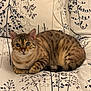Rio is registered to the contest to win money with this photo: cat, animal, pet, tabby, striped, feline, sitting, couch, cushion, patterned, indoor, cute, fur, whiskers, ears, eyes, relaxed, resting, domestic, cozy
