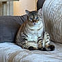 cat, blue_eyes, sitting, couch, indoor, cozy, feline, pet, striped, fur, relaxed, home, soft_texture, looking, animal, domestic, cute, chubby, paws, tail