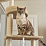 cat, blue_eyes, cat_tree, indoor, pet, feline, striped, beige, fur, sitting, whiskers, tail, animal, cute, domestic, portrait, household, looking, furniture, relaxed