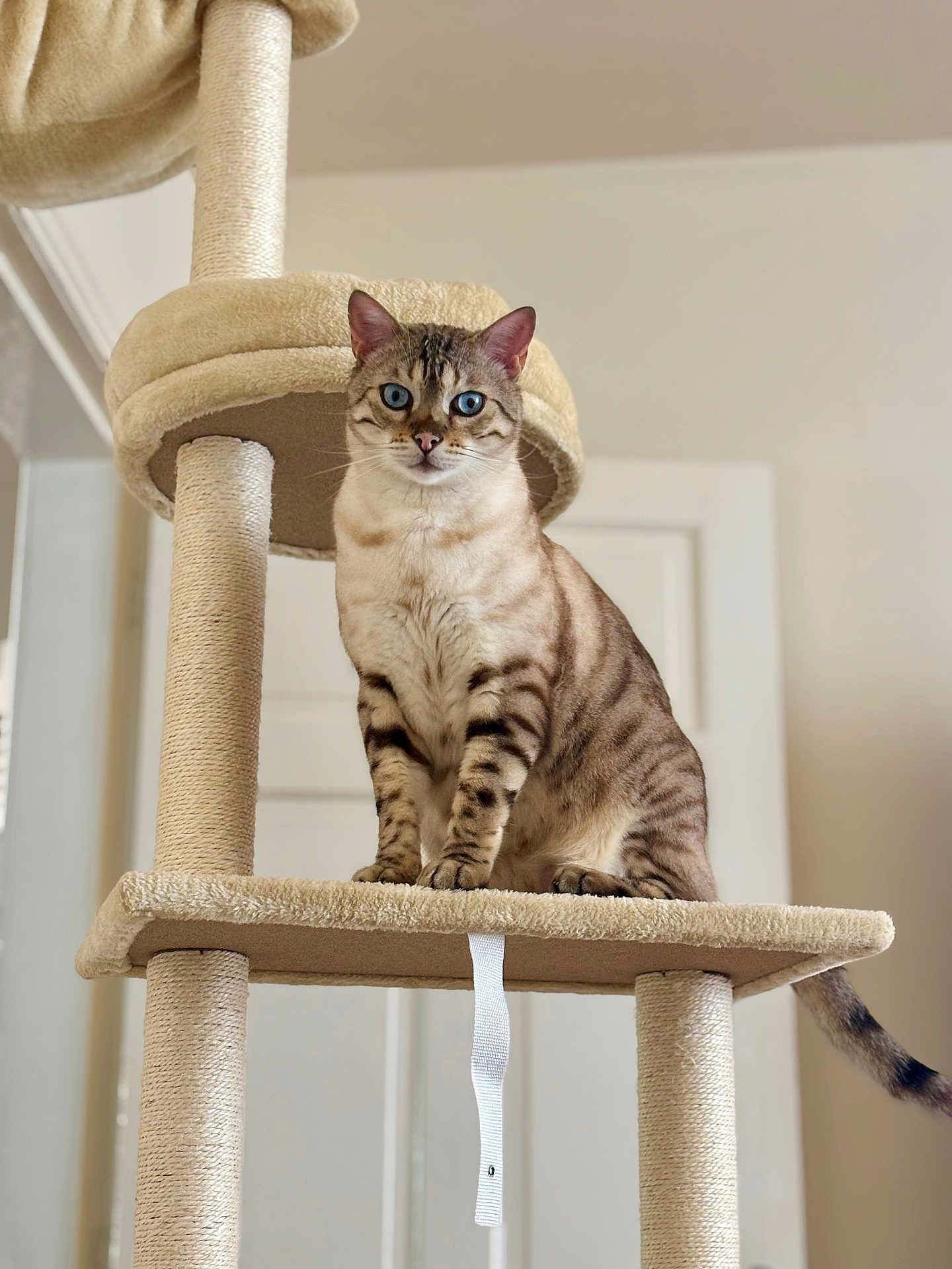 Rio joined the competition — help win amazing prizes! cat, blue_eyes, cat_tree, indoor, pet, feline, striped, beige, fur, sitting, whiskers, tail, animal, cute, domestic, portrait, household, looking, furniture, relaxed