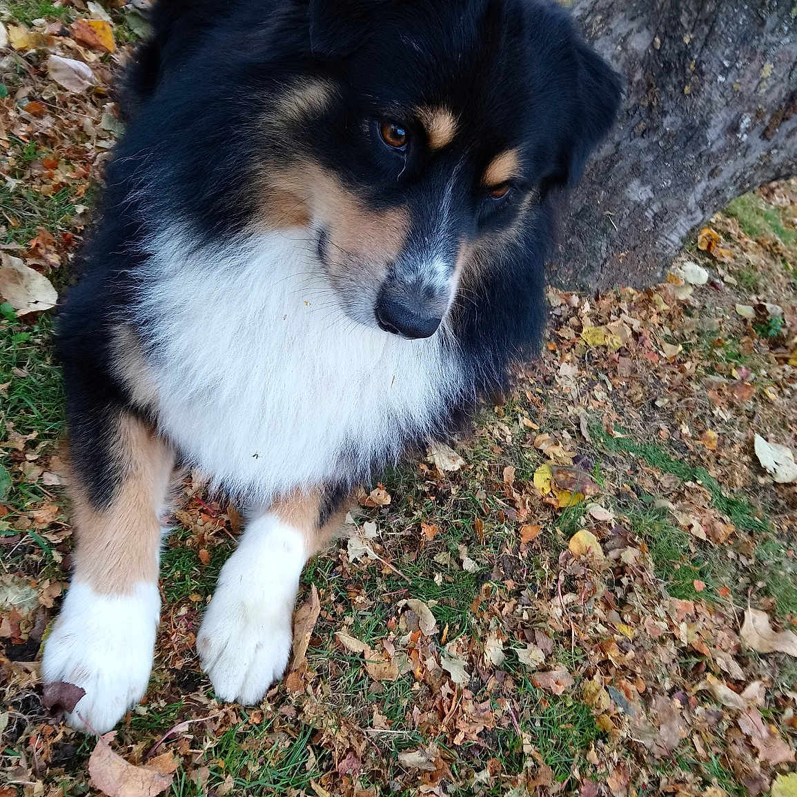 Milroy a rejoint le concours — aidez-le/la à gagner de superbes lots ! australian_shepherd, border_collie, carnivoran, companion_dog, dog, dog_breed, dog_breed_group, dog_like_mammal, miniature_australian_shepherd, puppy, snout