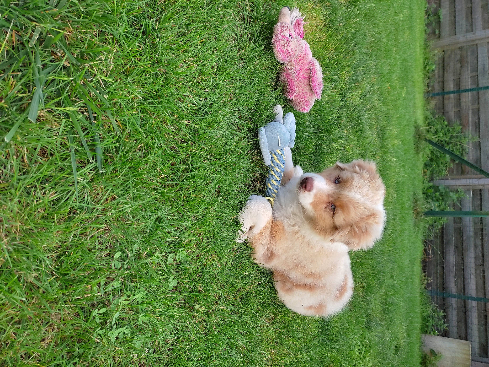 Shanëy a rejoint le concours — aidez-le/la à gagner de superbes lots ! canidae, carnivore, companion_dog, dog, dog_breed, fawn, fence, fur, grass, groundcover, labradoodle, lawn, liver, plant, pomeranian, sporting_group, tail, terrier, toy, toy_dog