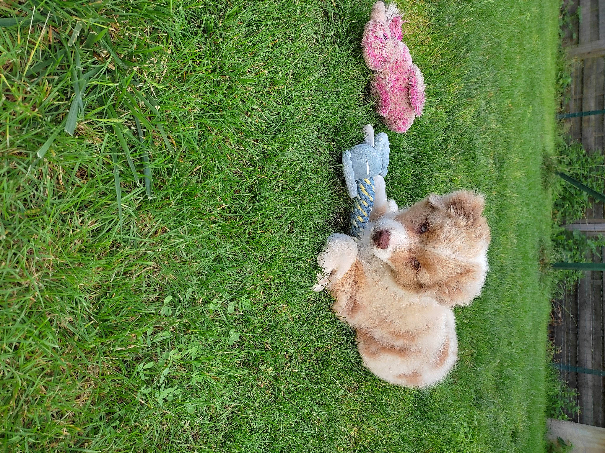 Shanëy a rejoint le concours — aidez-le/la à gagner de superbes lots ! carnivore, companion_dog, dog, dog_breed, fawn, felidae, fur, grass, groundcover, lawn, liver, paw, plant, pomeranian, small_to_medium_sized_cats, spitz, sporting_group, tail, toy, toy_dog