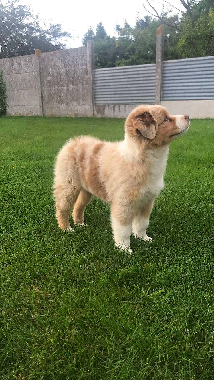 Shanëy participe au concours pour gagner de l'argent avec cette photo : canidae, carnivore, chair, companion_dog, dog, dog_breed, fawn, fence, fur, grass, grassland, liver, plant, sky, snout, sporting_group, tail, terrestrial_animal, tree, working_animal