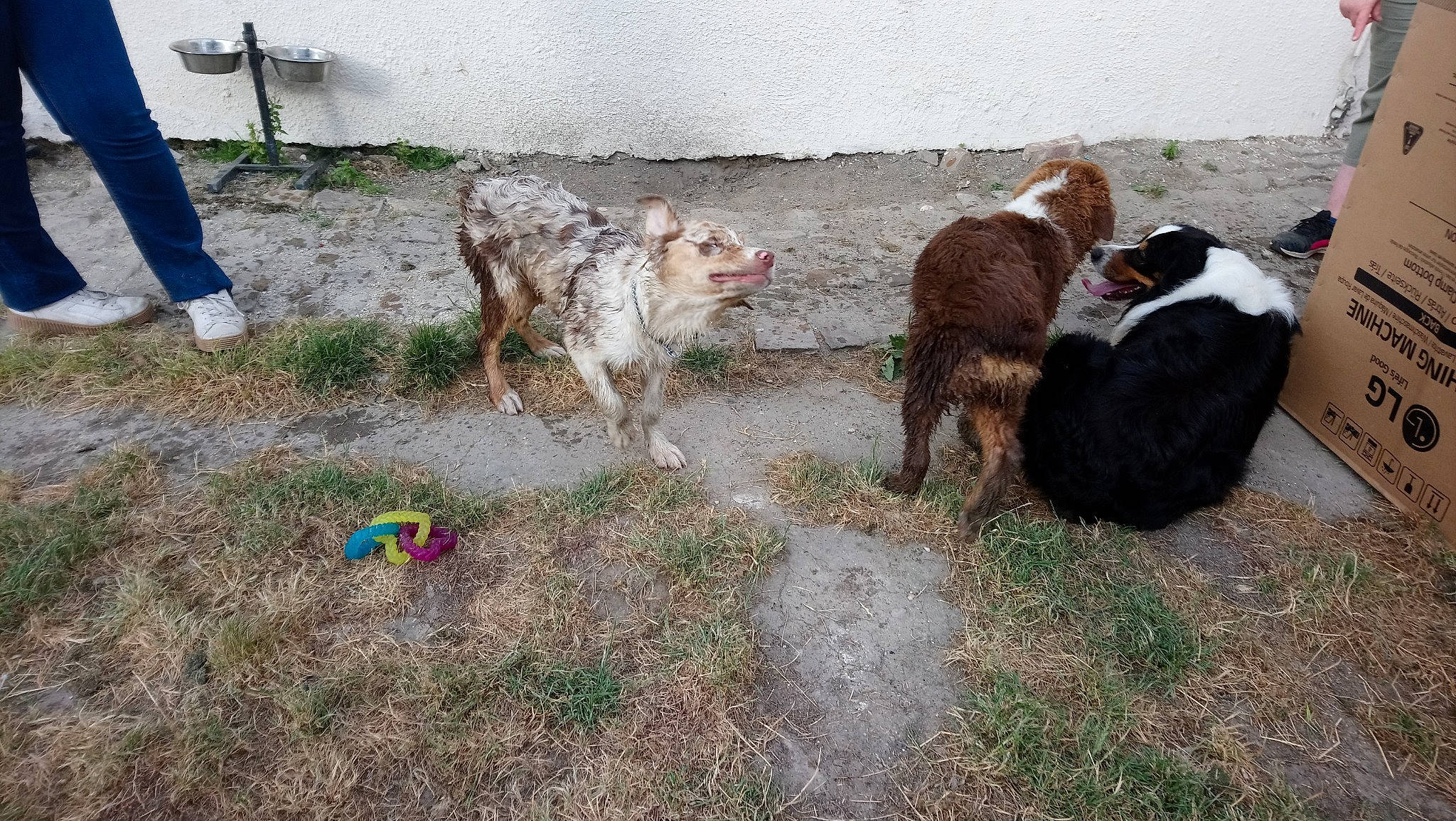 Pawa a rejoint le concours — aidez-le/la à gagner de superbes lots ! bovine, calf, canidae, carnivore, cow_goat_family, dog, dog_breed, mammal, sporting_group, vertebrate