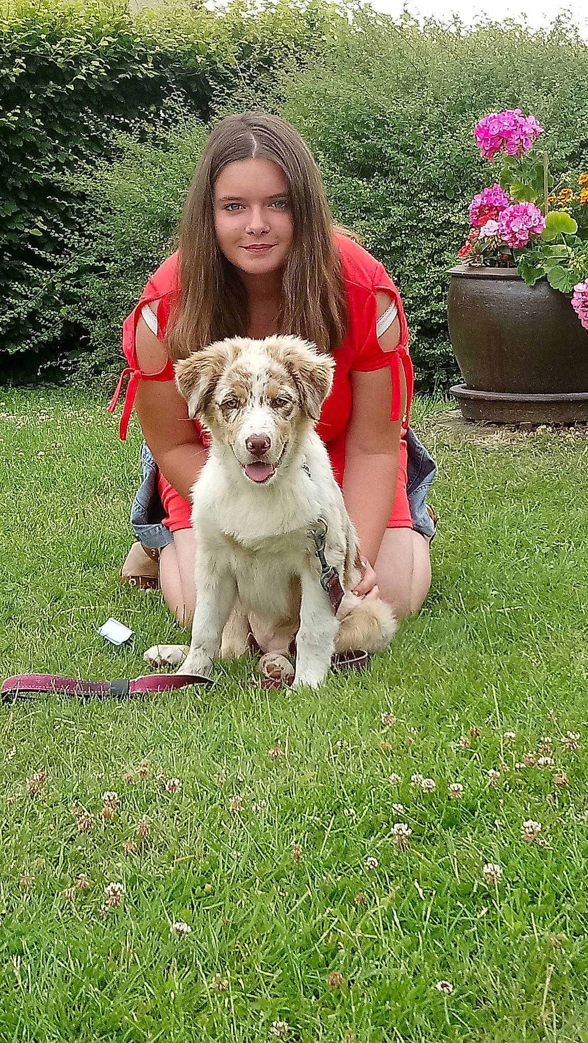 Pawa a rejoint le concours — aidez-le/la à gagner de superbes lots ! canidae, carnivore, companion_dog, dog, dog_breed, fawn, grass, lawn, mammal, pit_bull, plant, puppy, sporting_group, vertebrate