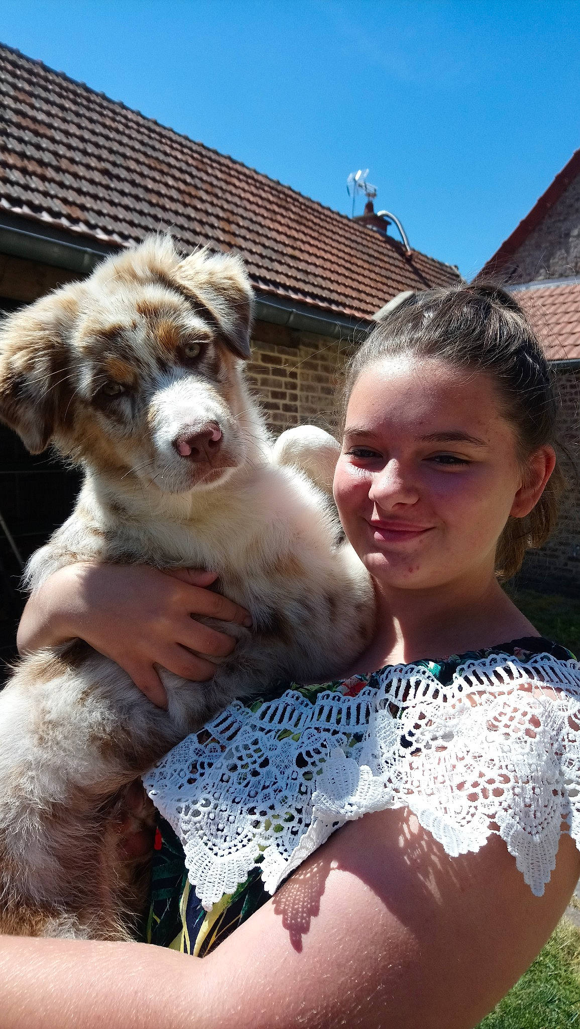 Pawa a rejoint le concours — aidez-le/la à gagner de superbes lots ! australian_shepherd, canidae, carnivore, companion_dog, dog, dog_breed, fawn, fur, mammal, miniature_australian_shepherd, puppy_love