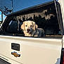 dog, white_dog, chevrolet, silverado, truck, vehicle, canopy, outdoor, sunlight, daytime, pet, animal, window, tailgate, rear_view, nature, sky, greenery, closeup, portrait