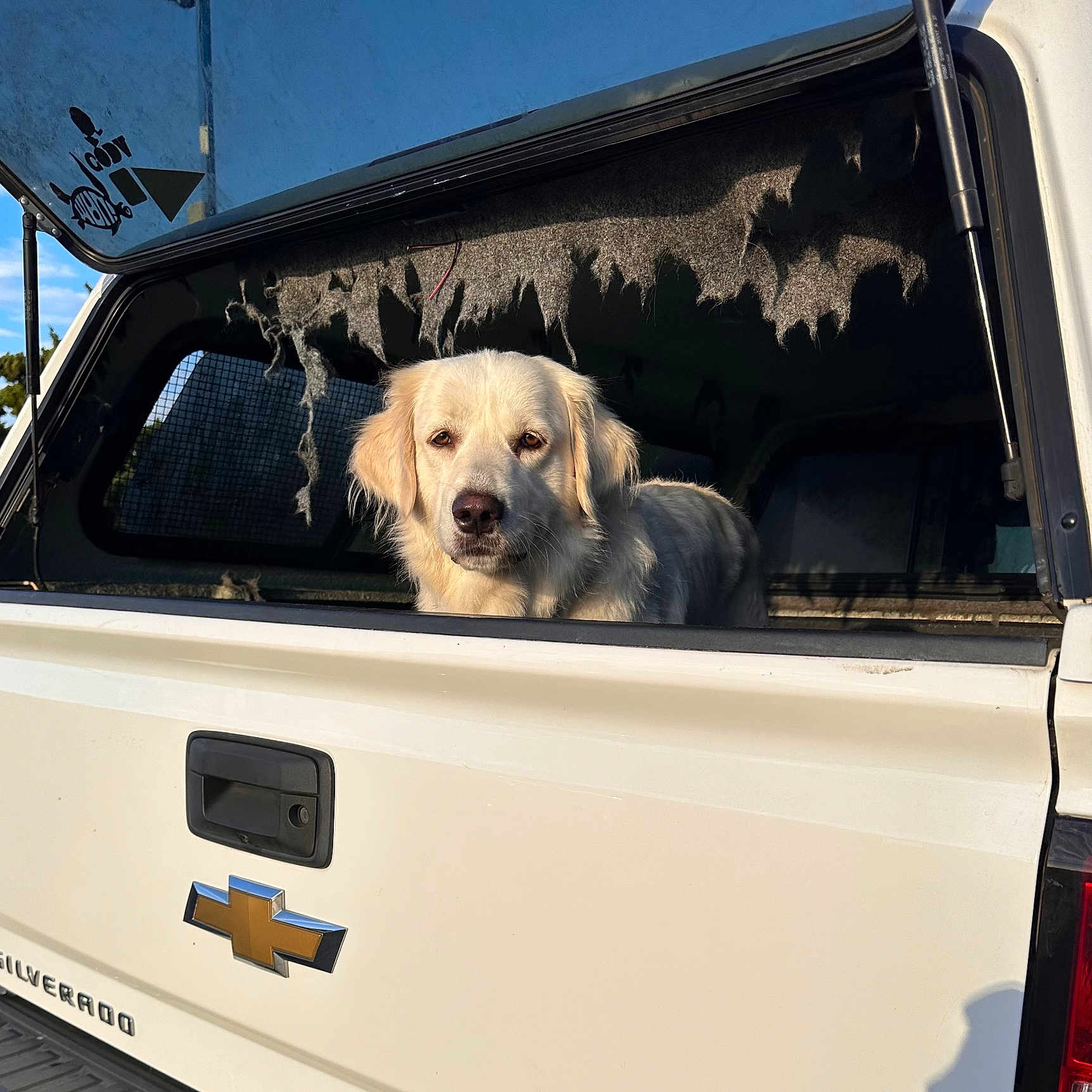 Max is registered to the contest to win money with this photo: animal, canopy, chevrolet, closeup, daytime, dog, greenery, nature, outdoor, pet, portrait, rear_view, silverado, sky, sunlight, tailgate, truck, vehicle, white_dog, window
