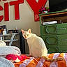 Toast is registered to the contest to win money with this photo: cat, white_cat, orange_tail, bedspread, striped_bedspread, orange, white, blanket, sock, dresser, green_dresser, television, room, indoor, wall_letters, red_letters, curious, pet, feline, cozy