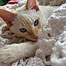 kitten, cat, blue_eyes, cream_fur, close_up, blanket, knitted, cozy, soft_texture, resting, cute, pet, indoor, comfort, relaxation, whiskers, paw, fur, animal, domestic