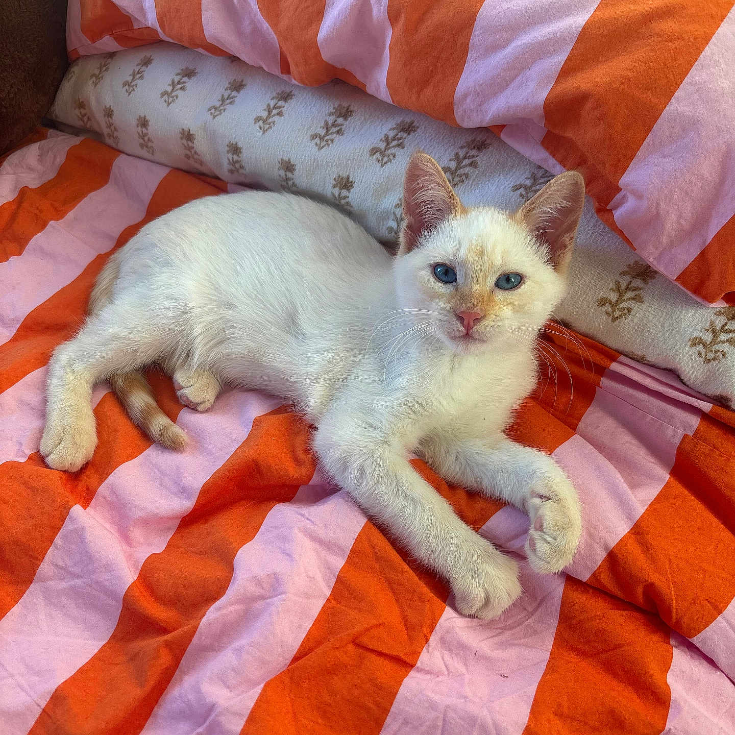 Toast joined the competition — help win amazing prizes! kitten, cat, blue_eyes, white_fur, bed, pillow, striped_bedding, orange, pink, resting, cute, pet, indoor, feline, cozy, young_cat, whiskers, relaxed, looking_at_camera, animal