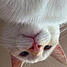 Toast is registered to the contest to win money with this photo: cat, white_cat, close_up, pink_nose, whiskers, ears, cute, pet, indoor, animal, fur, face, portrait, looking_down, upside_down, soft_light, curious, domestic_cat, feline