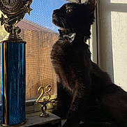 Cooper joined the competition — help win amazing prizes! animal, black_cat, bow_tie, cat, curiosity, decor, domestic_animal, feline, indoor, number_23, pet, profile, reflection, shadow, side_view, still_life, sunlight, trophy, window, windowsill