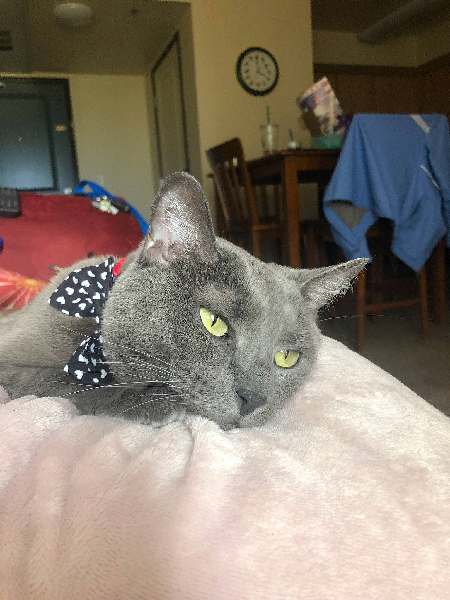 Misty is registered to the contest to win money with this photo: asian, british_shorthair, burmese, carnivore, cat, chartreux, domestic_short_haired_cat, european_shorthair, felidae, german_rex, korat, mammal, nebelung, russian_blue, small_to_medium_sized_cats, vertebrate, whiskers