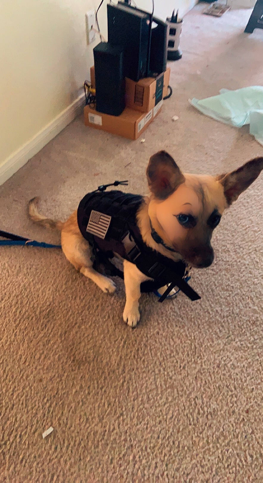 Mohawk joined the competition — help win amazing prizes! carnivore, carton, companion_dog, dog, dog_breed, dog_clothes, dog_supply, fawn, floor, flooring, fur, hardwood, paw, shipping_box, snout, sporting_group, tail, toy_dog, wood, working_animal