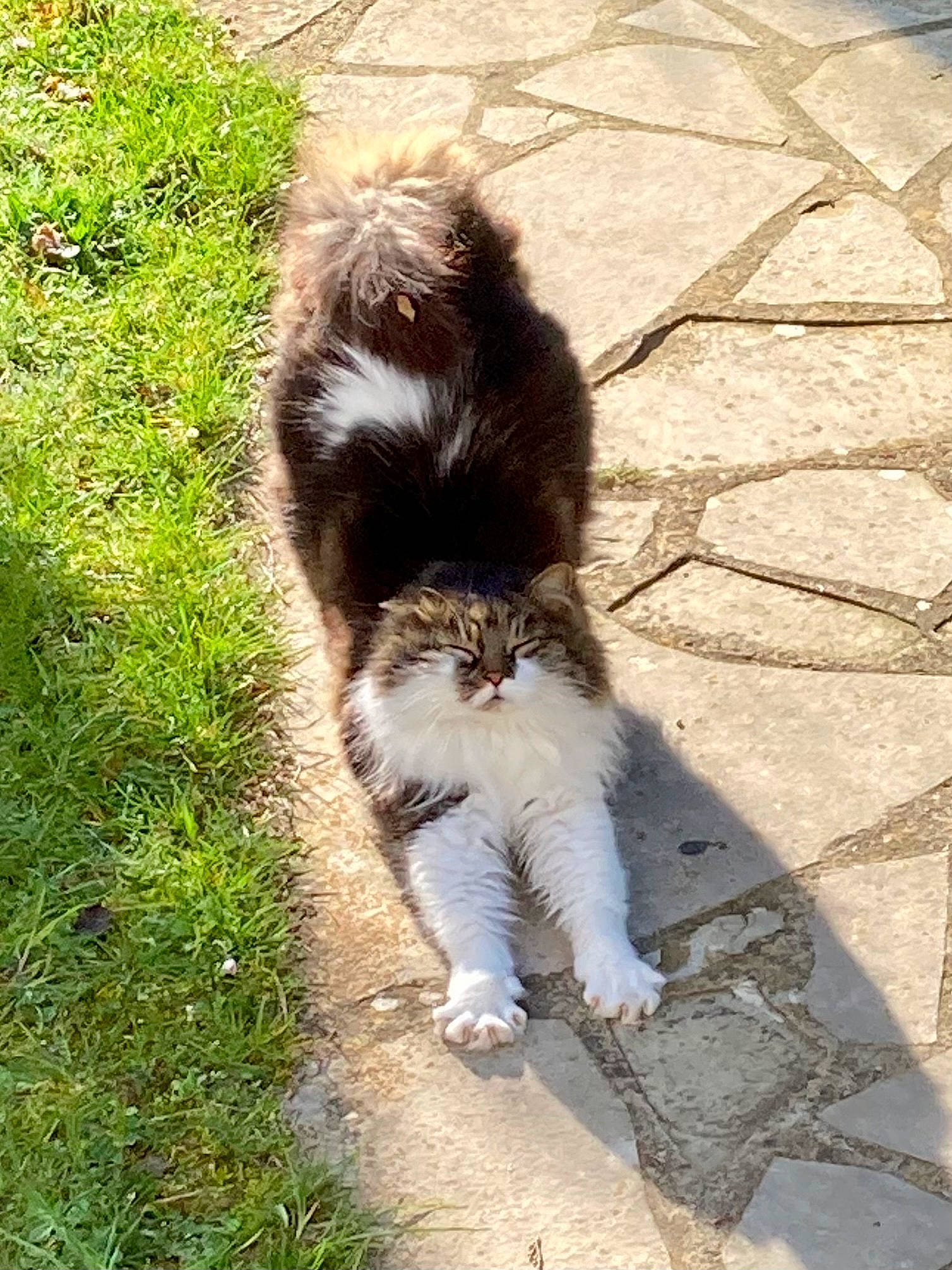 Neva a rejoint le concours — aidez-le/la à gagner de superbes lots ! canidae, carnivore, cat, companion_dog, dog_breed, domestic_short_haired_cat, fawn, felidae, fur, grass, human_leg, paw, plant, road_surface, shadow, small_to_medium_sized_cats, snout, tail, terrestrial_animal, whiskers