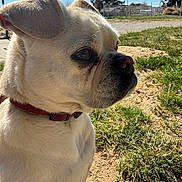 Kobe joined the competition — help win amazing prizes! backyard, basketball_net, close_up, collar, daylight, dirt, dog, ear, fence, grass, outdoor, paw, pet, profile_shot, red_collar, shadow, short_muzzle, sunlight, white_dog, wrinkled_skin