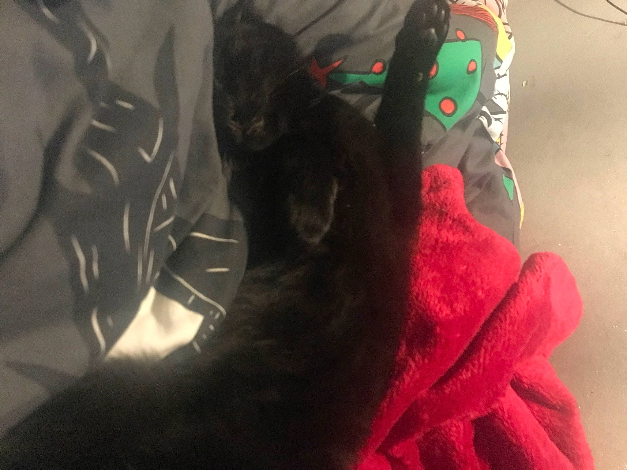 Tigger joined the competition — help win amazing prizes! black_cat, bombay, carmine, carnivore, cat, claw, comfort, darkness, dog_breed, domestic_short_haired_cat, felidae, fur, gesture, magenta, personal_protective_equipment, small_to_medium_sized_cats, snout, sporting_group, tail, whiskers