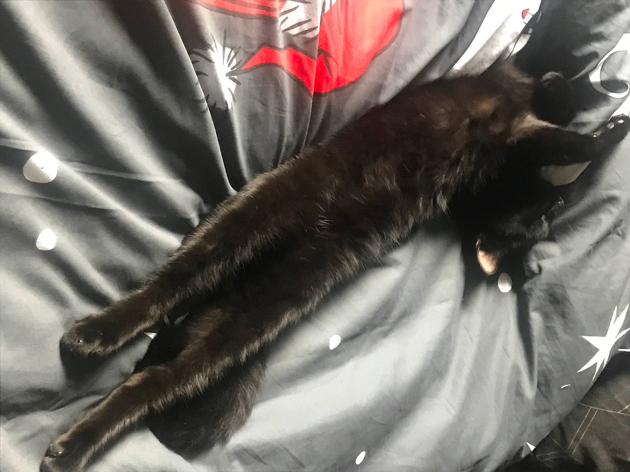 Tigger joined the competition — help win amazing prizes! arthropod, auto_part, automotive_design, automotive_tire, claw, fish, fur, gesture, human_leg, insect, leather, metal, monochrome_photography, rim, sleeve, tail, wing