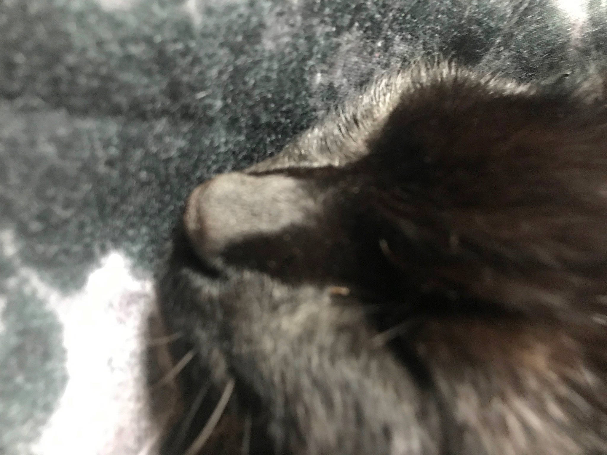 Tigger joined the competition — help win amazing prizes! cat, claw, close_up, dog_breed, felidae, foot, fur, grey, human_leg, monochrome, monochrome_photography, paw, small_to_medium_sized_cats, snout, sporting_group, tail, terrestrial_animal, whiskers, wildlife