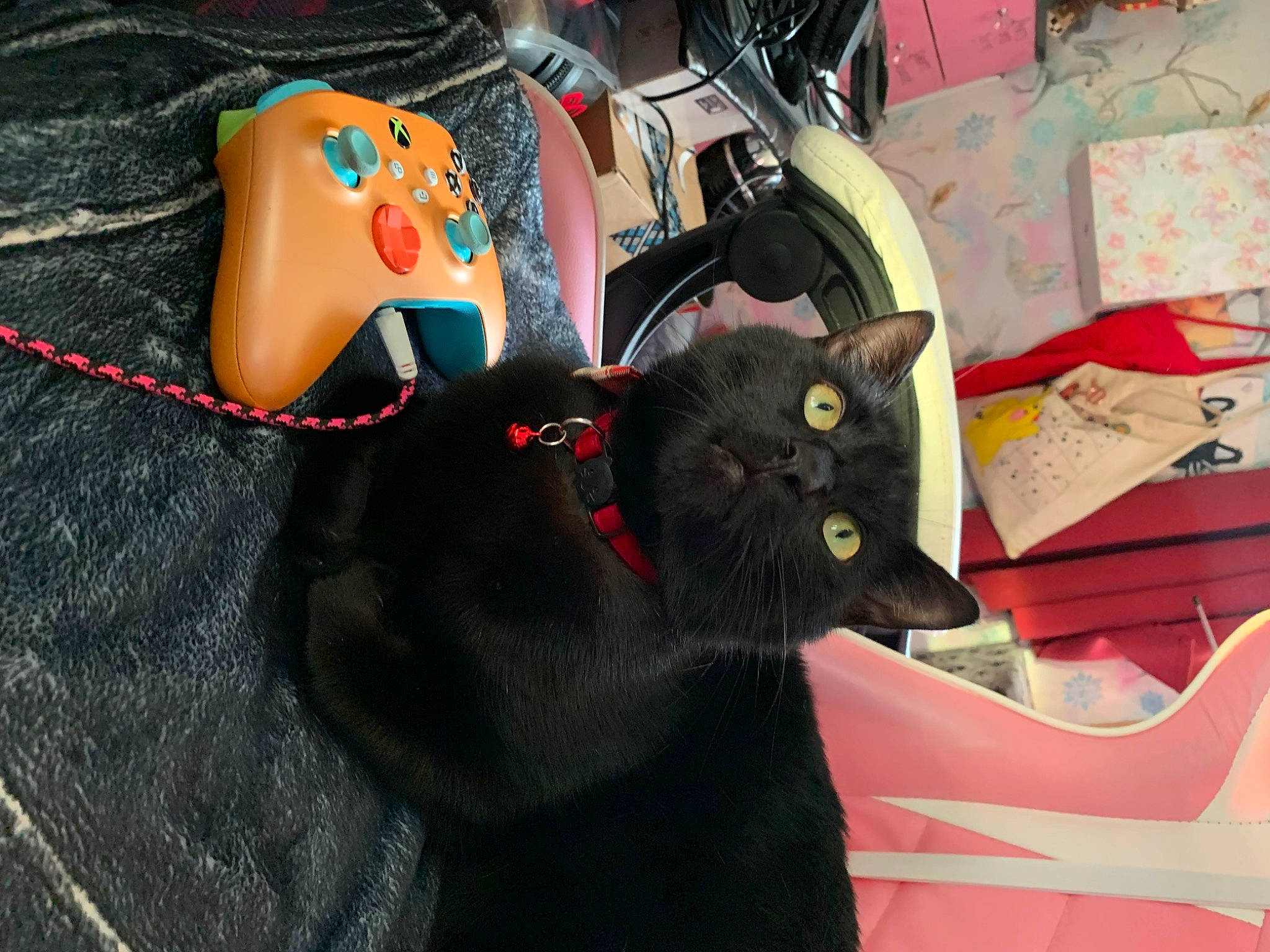 Binx is registered to the contest to win money with this photo: art, bag, black_cat, bombay, cable, carmine, carnivore, cat, domestic_short_haired_cat, fashion_accessory, felidae, fur, grey, luggage_and_bags, personal_protective_equipment, small_to_medium_sized_cats, tail, visual_arts, whiskers, wire