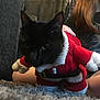 animal, black_cat, carpet, cat, christmas, close_up, costume, cozy, cute, domestic_animal, feline, festive, hand, holiday, indoor, long_hair, person, pet_clothing, santa_outfit, soft_texture