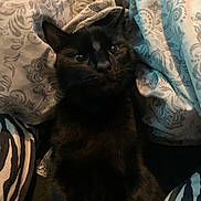 Binx joined the competition — help win amazing prizes! animal, black_cat, blanket, cat, closeup, comfort, cozy, cute, domestic_cat, ears, eyes, feline, fur, indoor, patterned_blanket, pet, relaxation, resting, sleepy, whiskers