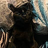 animal, black_cat, blanket, cat, closeup, comfort, cozy, cute, domestic_cat, ears, eyes, feline, fur, indoor, patterned_blanket, pet, relaxation, resting, sleepy, whiskers