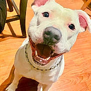 Nova joined the competition — help win amazing prizes! dog, white_dog, pet, animal, canine, smiling, happy, open_mouth, teeth, floppy_ears, tilted_head, collar, chain_collar, sitting, wooden_floor, indoor, home, chair, close_up, portrait