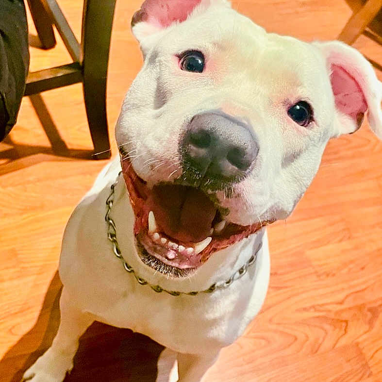 Nova