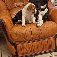 Savana participe au concours pour gagner de l'argent avec cette photo : dog, puppy, leather_chair, brown, black, white, indoor, floor_tile, pet, animal, cute, friendly, playing, resting, cozy, furniture, domestic, companion, two_animals, affection