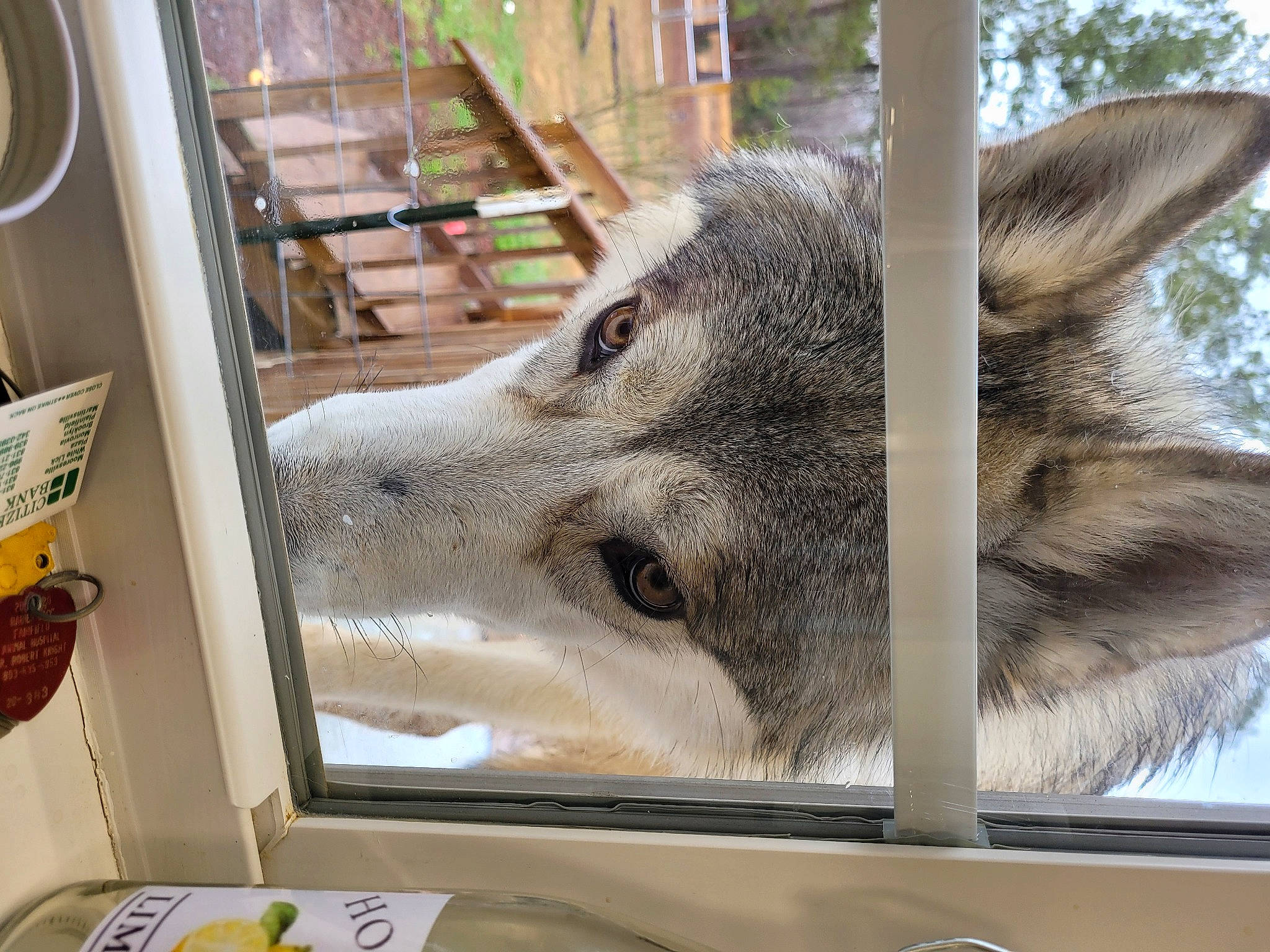 Takoda joined the competition — help win amazing prizes! animal_shelter, canis, domestic_pig, fawn, fur, head, jaw, livestock, metal, snout, suidae, terrestrial_animal, tree, working_animal