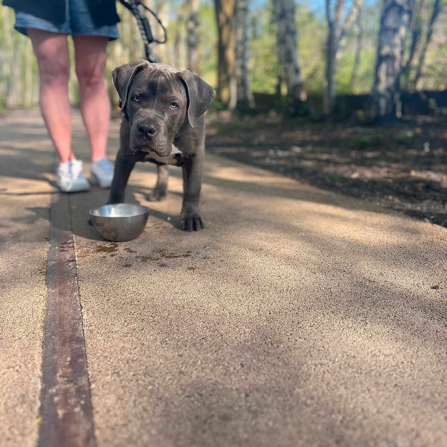 Robeen participe au concours pour gagner de l'argent avec cette photo : animal, bulldog, canine, clothing, dog, footwear, nature, outdoors, path, person, pet, pitbull, plant, puppy, shoe, shorts, tree, vegetation, walking, walkingdog