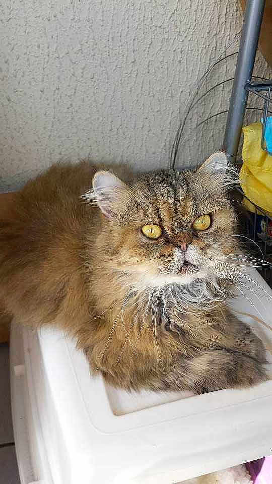Princesse