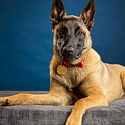 Luna a rejoint le concours — aidez-le/la à gagner de superbes lots ! animal, belgian_malinois, blue_background, close_up, cute, dog, domestic_animal, ears, face, fur, gold_medal, indoor, looking_at_camera, lying_down, paw, pet, portrait, red_bow_tie, studio, texture