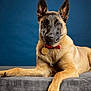 animal, belgian_malinois, blue_background, close_up, cute, dog, domestic_animal, ears, face, fur, gold_medal, indoor, looking_at_camera, lying_down, paw, pet, portrait, red_bow_tie, studio, texture