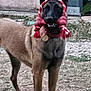 dog, outdoor, toy, red, headband, animal, pet, grass, garden, curious, brown, black_face, ears, collar, standing, fence, nature, playful, bone_toy, front_view