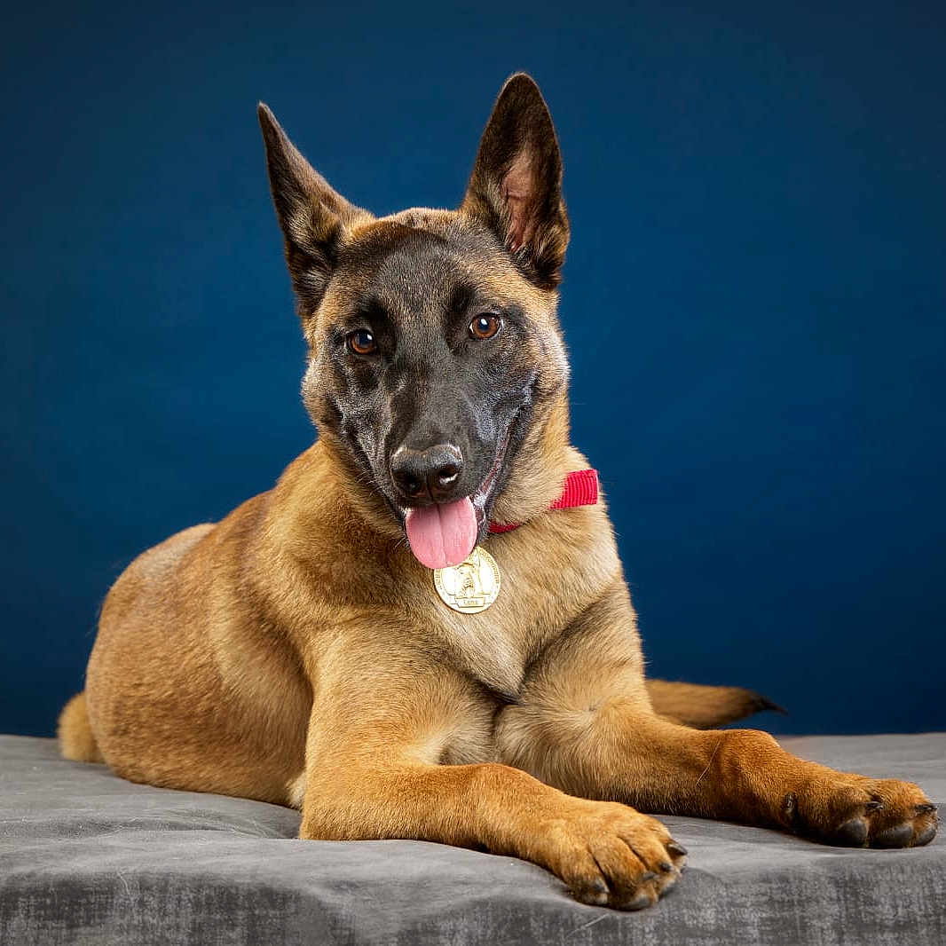 Luna participe au concours pour gagner de l'argent avec cette photo : alert, animal, background, belgian_malinois, black_muzzle, brown_fur, canine, collar, cute, dog, domestic_animal, ears_up, friendly, indoor, lying_down, medal, pet, portrait, studio, tongue_out