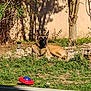 animal, canine, collar, daylight, dog, fence, garden, grass, nature, outdoor, pet, plants, play, relaxed, rocks, shadow, sunlight, toy, tree, wall
