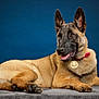 Luna participe au concours pour gagner de l'argent avec cette photo : alert, animal, background, belgian_malinois, canine, close_up, collar, dog, ears, expression, fur, indoor, lying_down, medal, muzzle, paw, pet, portrait, studio, tongue